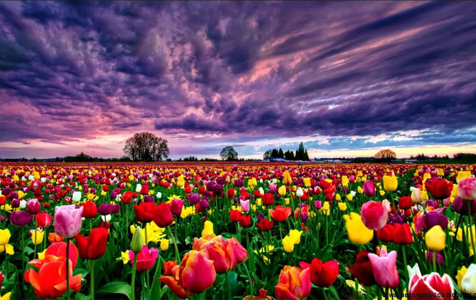 Tulip-Garden